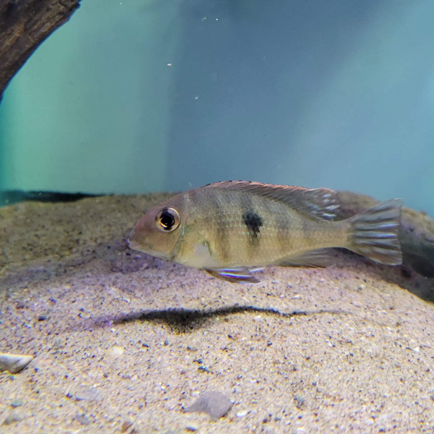 Red Head Tapajos (Geophagus pyrocephalus)