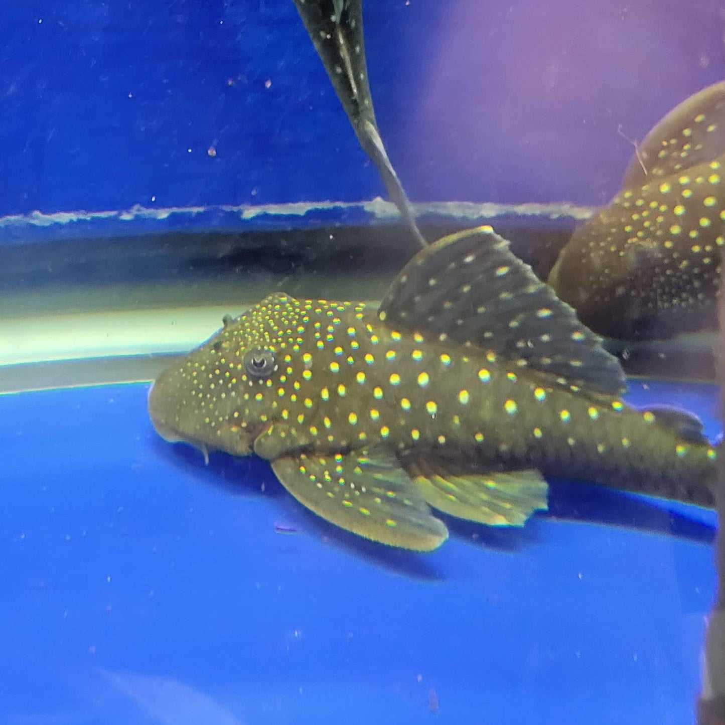 Blue Phantom Pleco L128