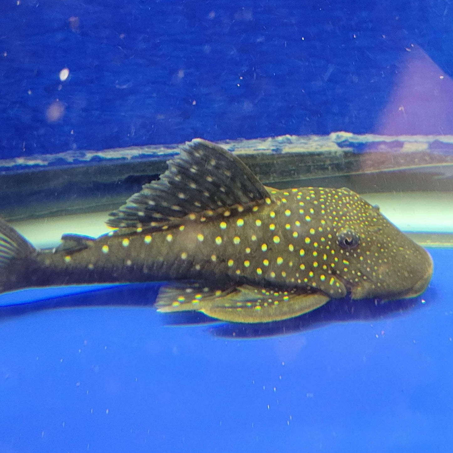 Blue Phantom Pleco L128