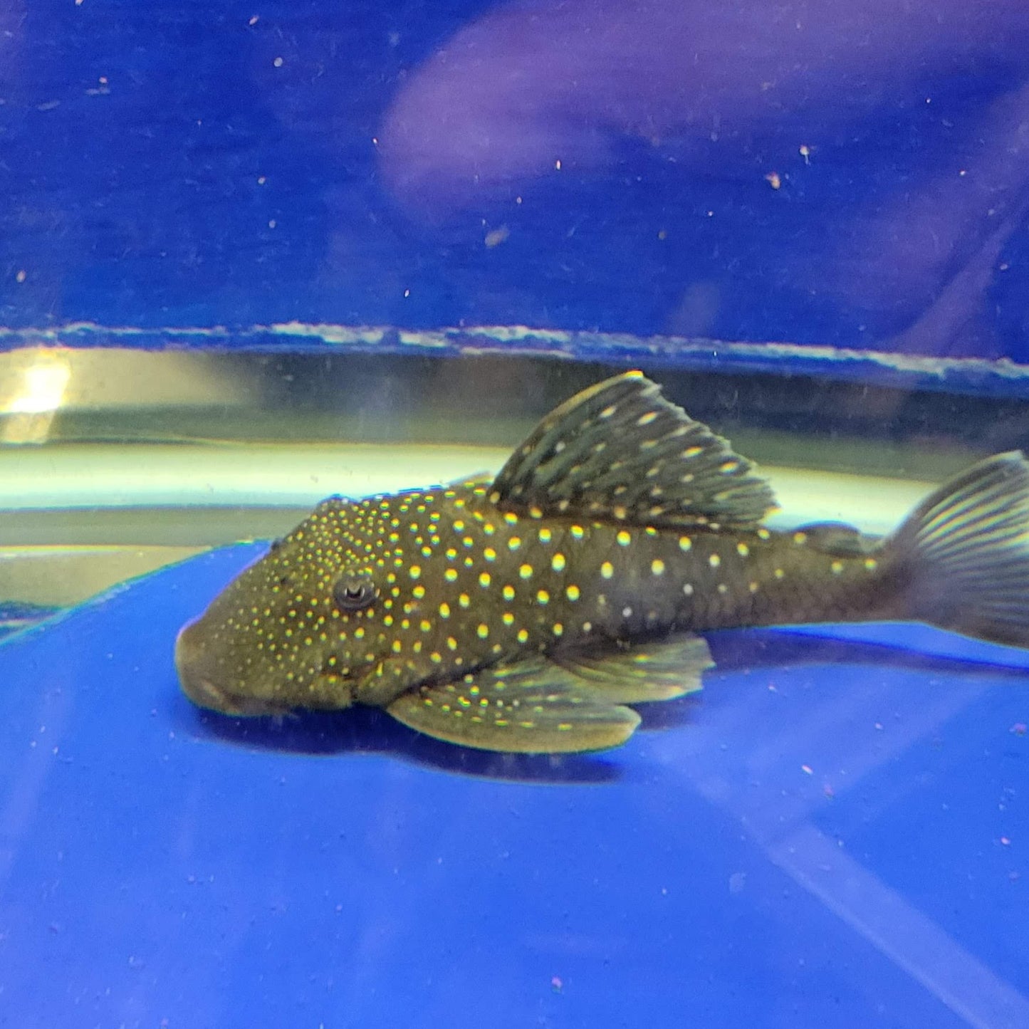 Blue Phantom Pleco L128