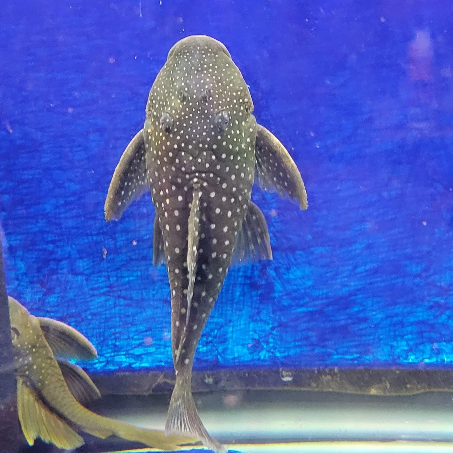 Blue Phantom Pleco L128