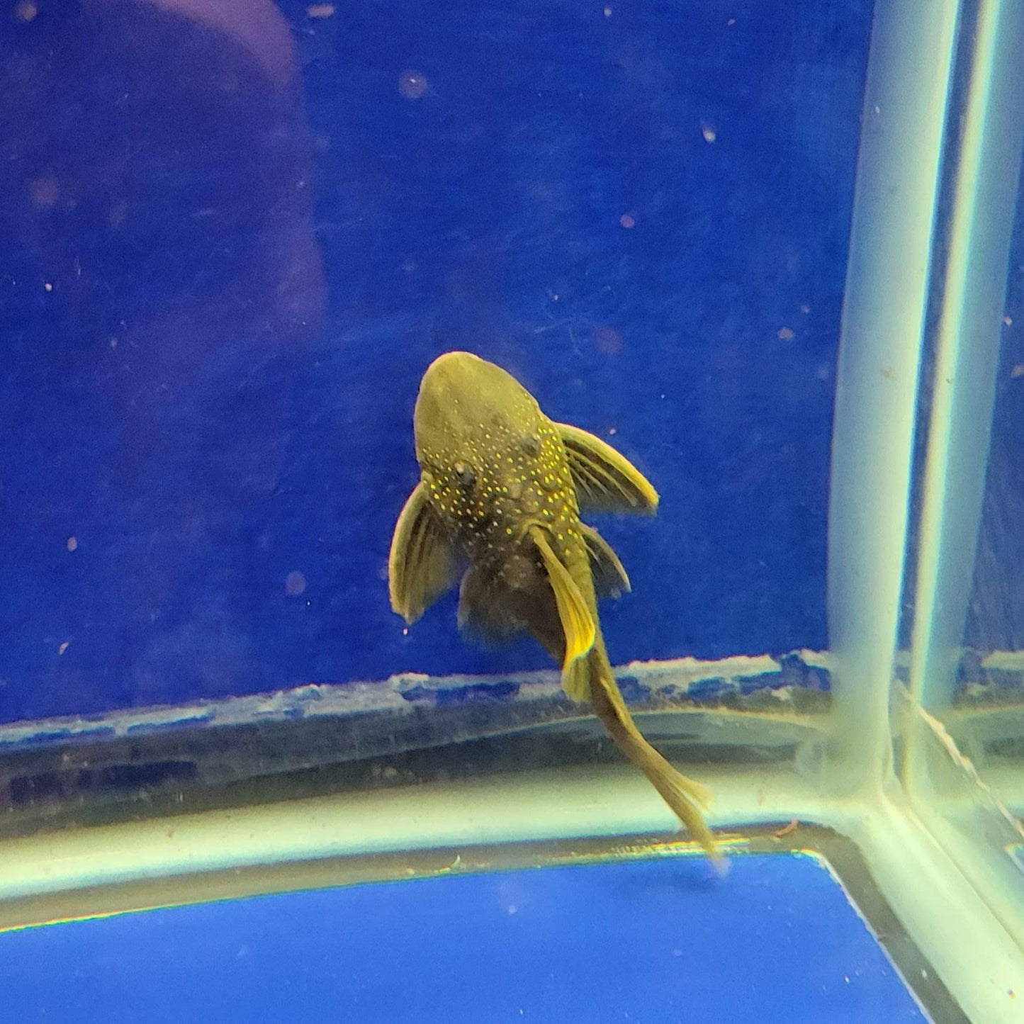 Green Phantom Pleco L200