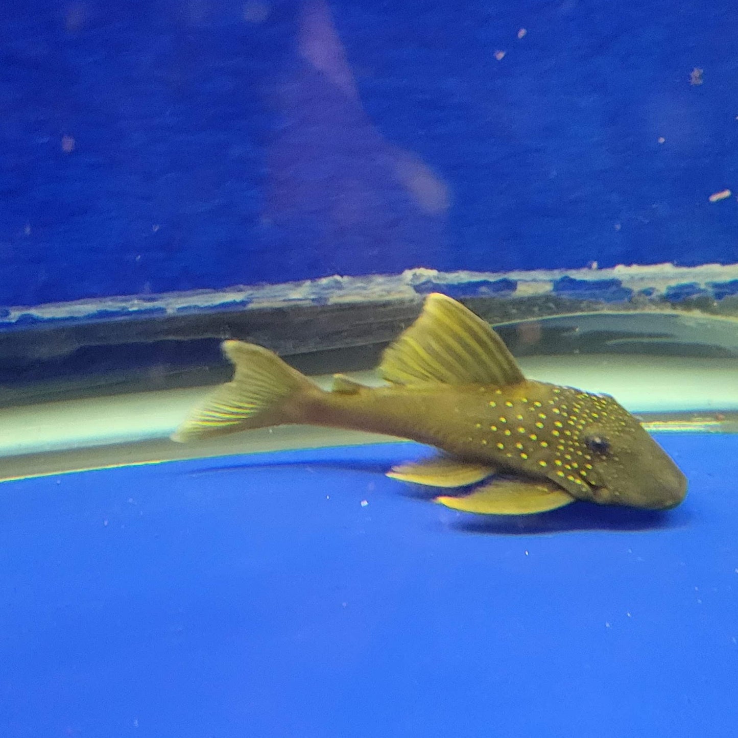 Green Phantom Pleco L200