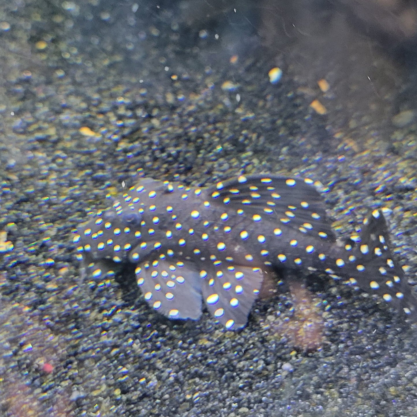 Galaxy Vampire Pleco L240