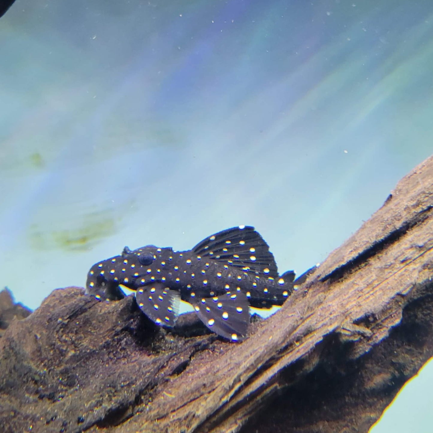 Galaxy Vampire Pleco L240