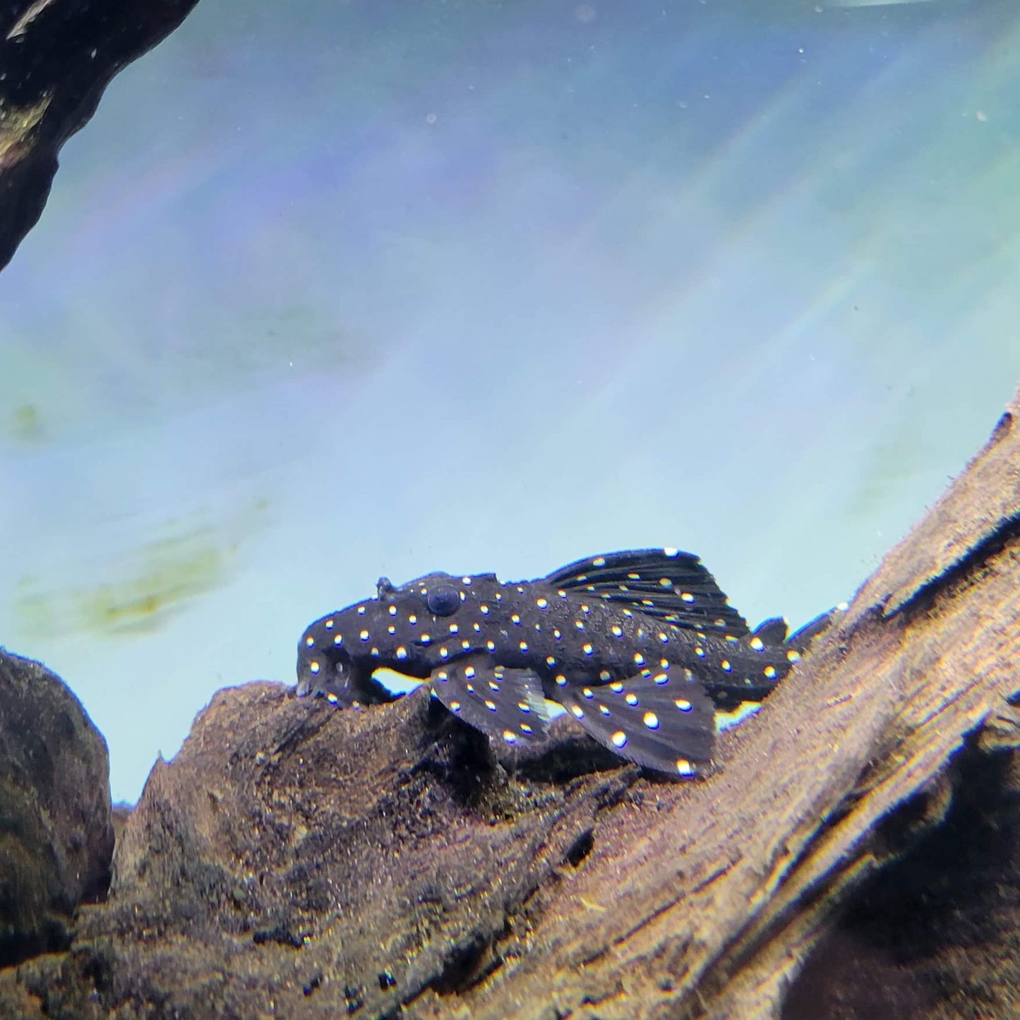Galaxy Vampire Pleco L240