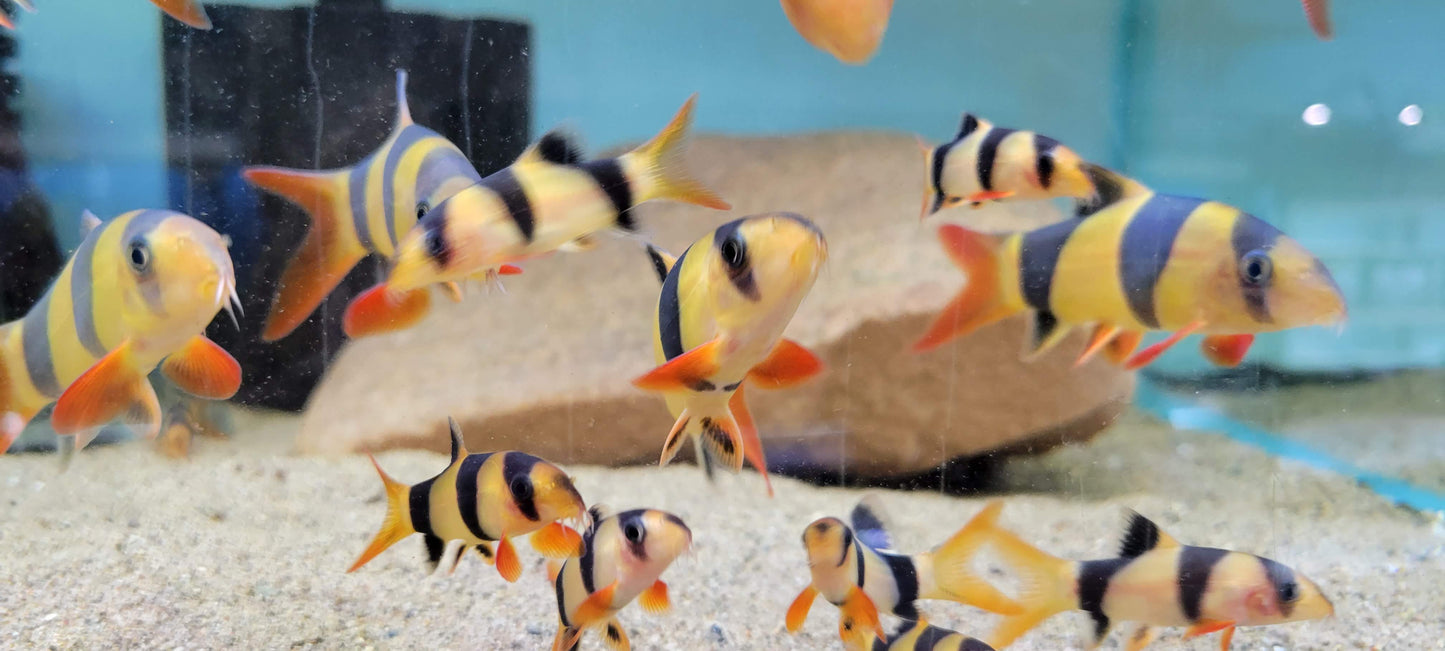 Clown Loach (Chromobotia macracantha)