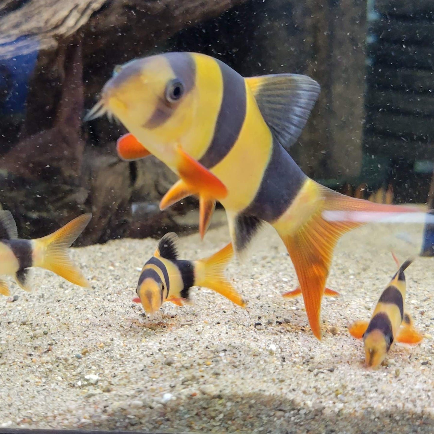 Clown Loach (Chromobotia macracantha)