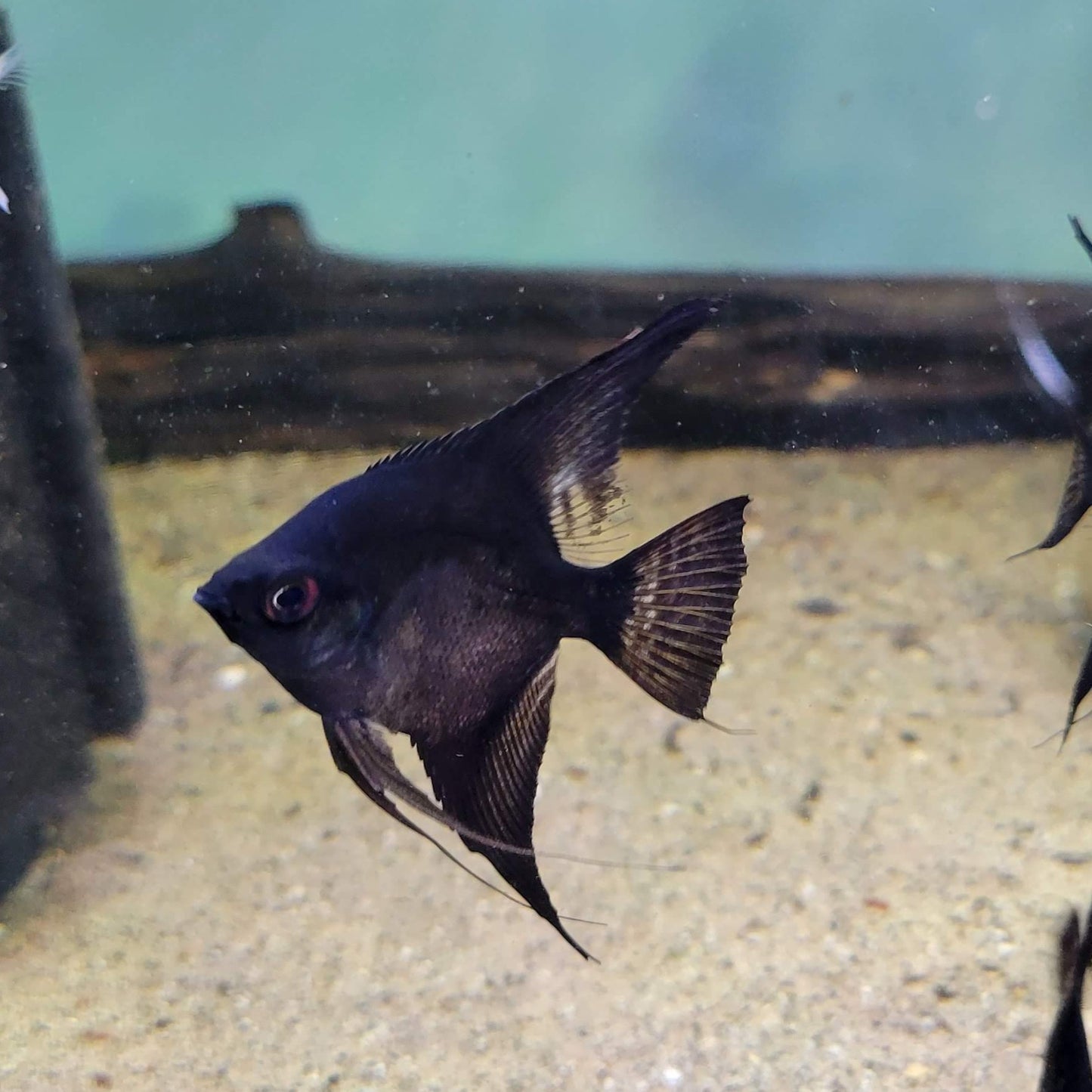 Black Angelfish (Pterophyllum scalare)