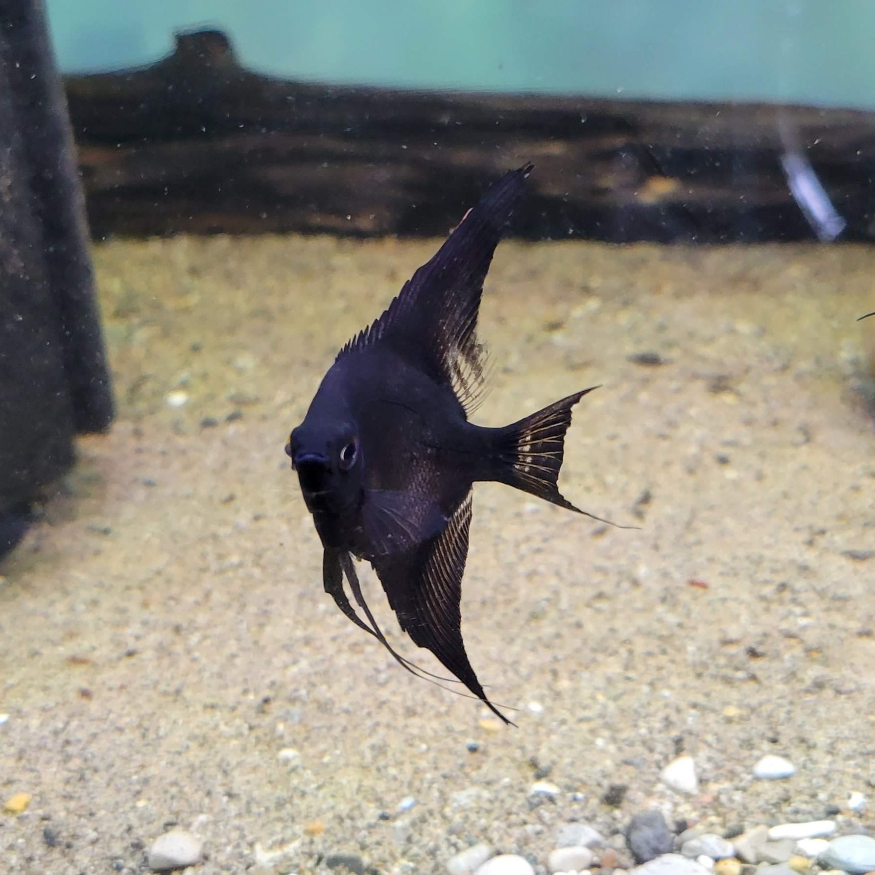 Black Angelfish (Pterophyllum scalare)