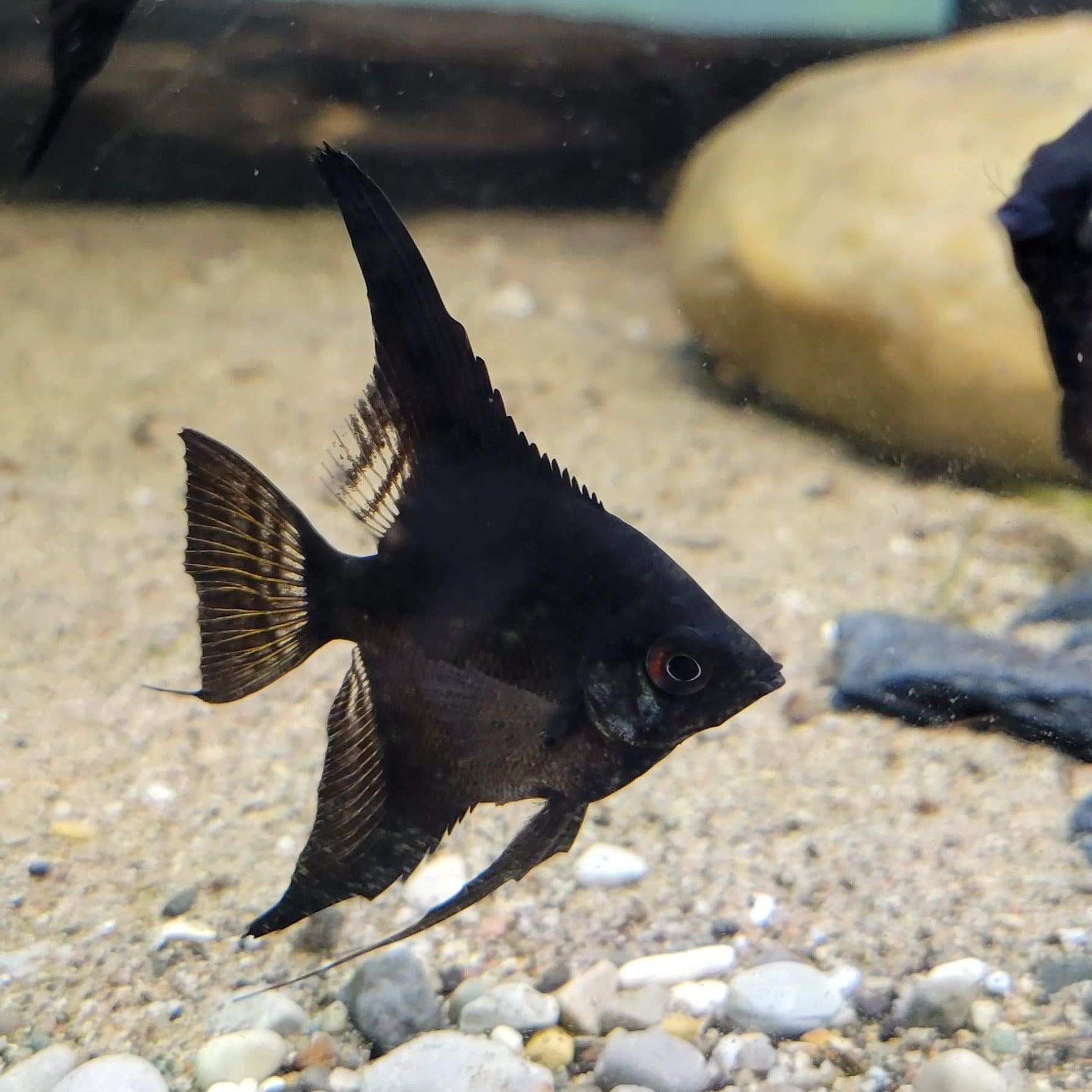 Black Angelfish (Pterophyllum scalare)