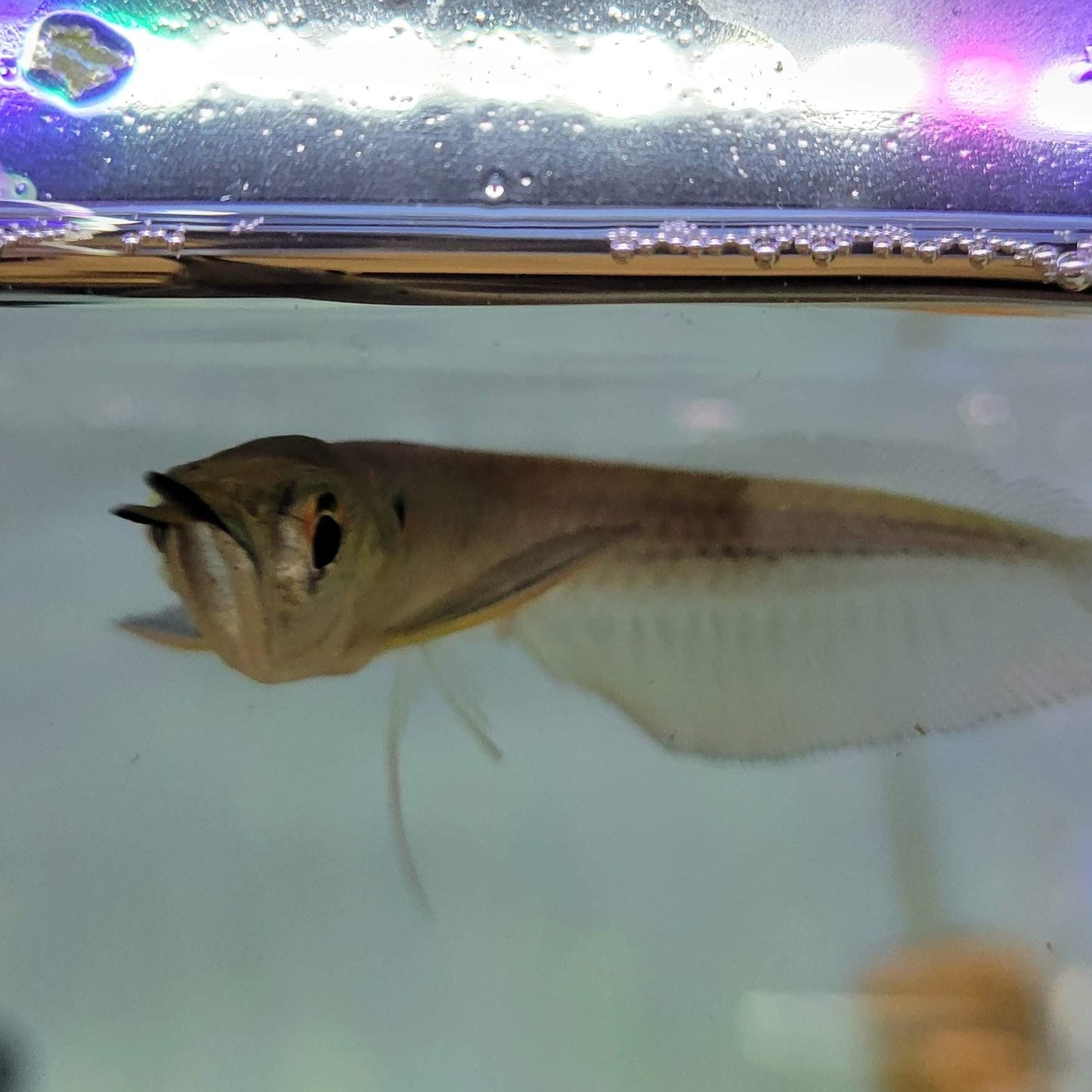 Silver Arowana (Osteoglossum bicirrhosum)