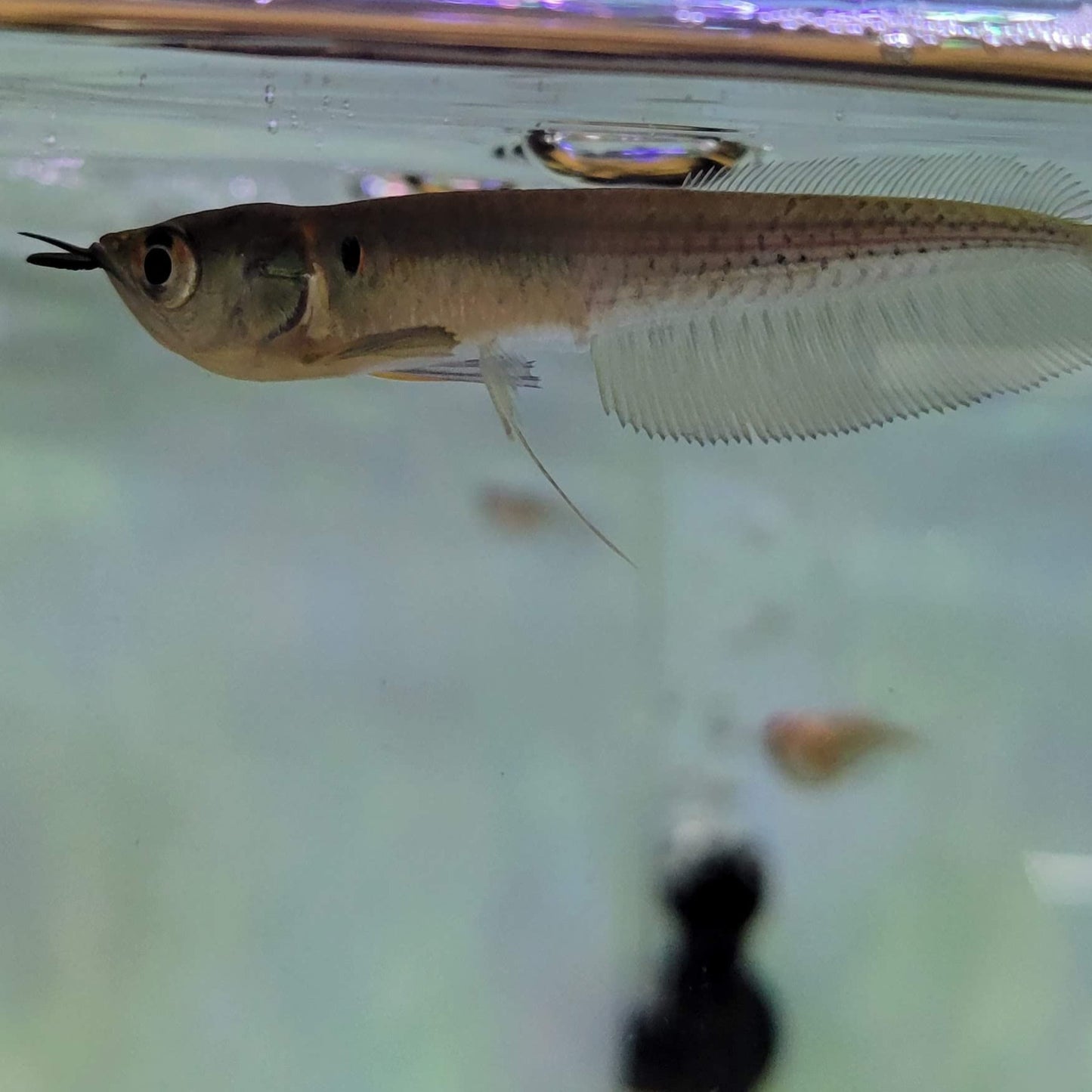 Silver Arowana (Osteoglossum bicirrhosum)