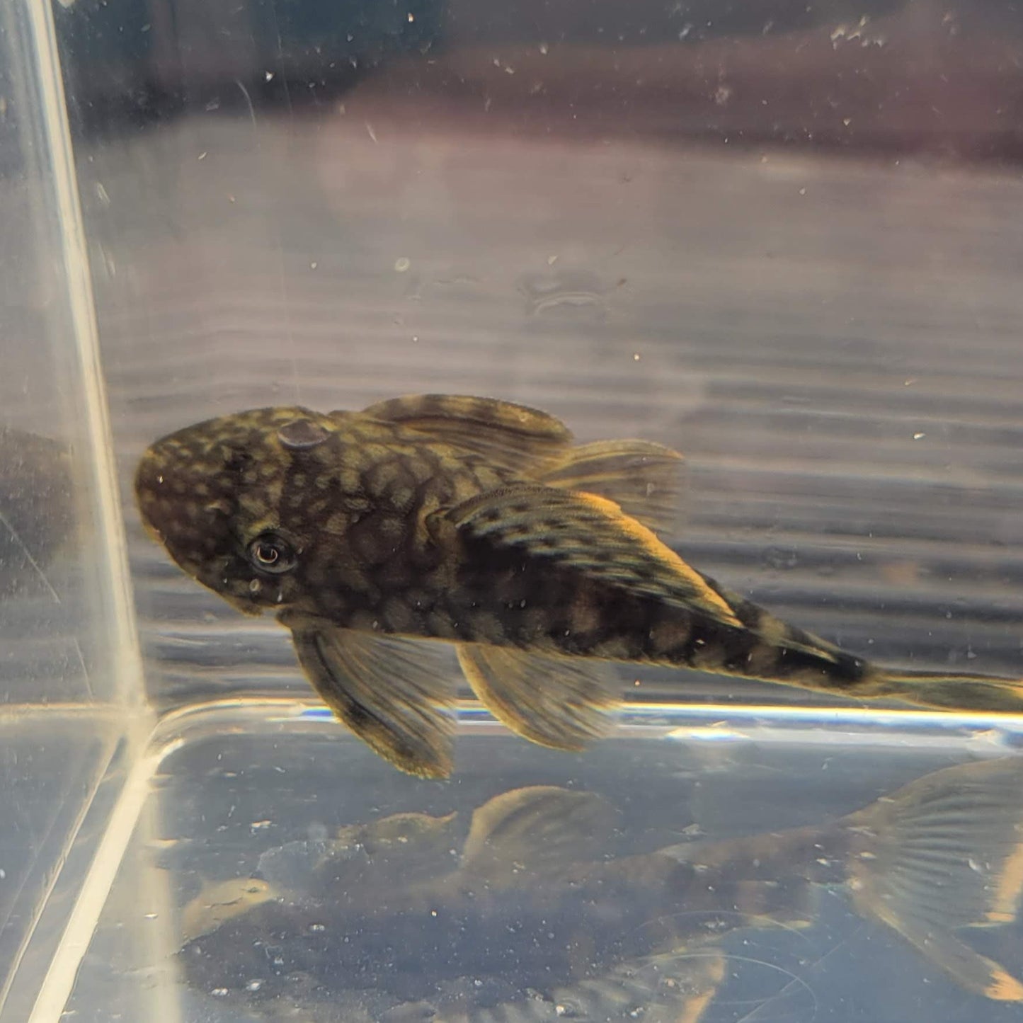 Orange Seam Pleco L106