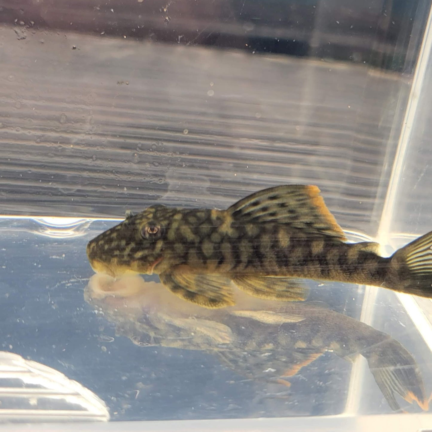 Orange Seam Pleco L106