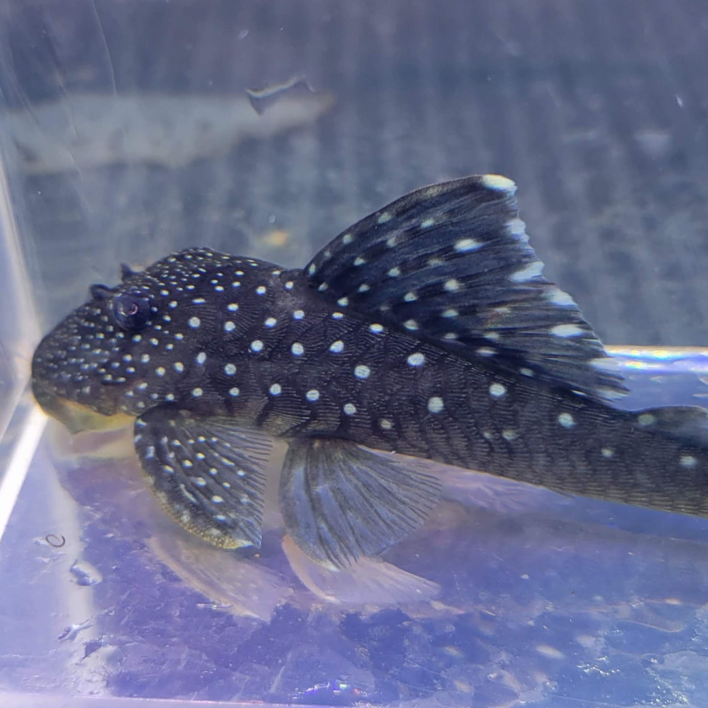 Blue Phantom Pleco L128