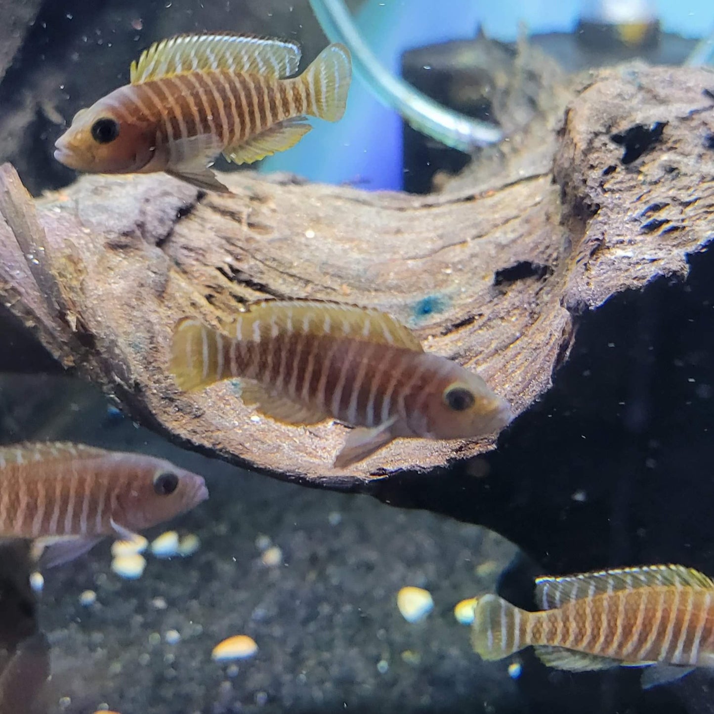 Neolamprologus Similis