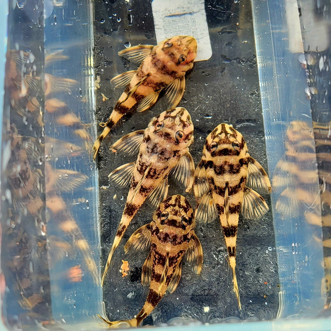 Butterfly Pleco L52 Method Aquatics