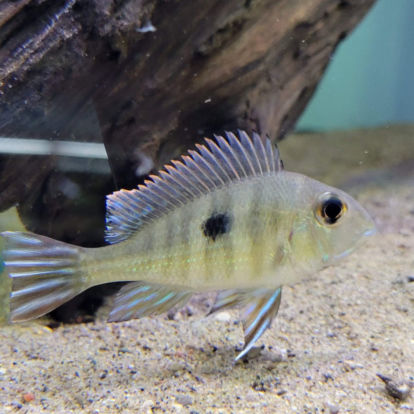 Red Head Tapajos (Geophagus pyrocephalus)