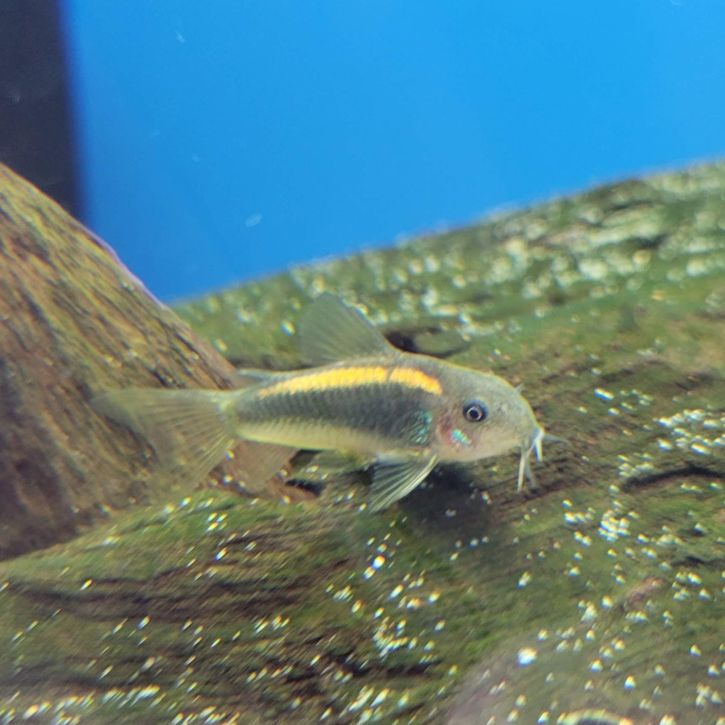 Gold Laser Cory