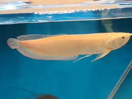 Albino Arowana 10"